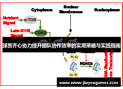 球员齐心协力提升团队协作效率的实用策略与实践指南